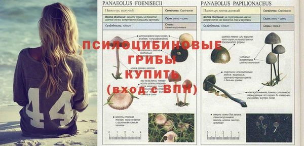 индика Алзамай